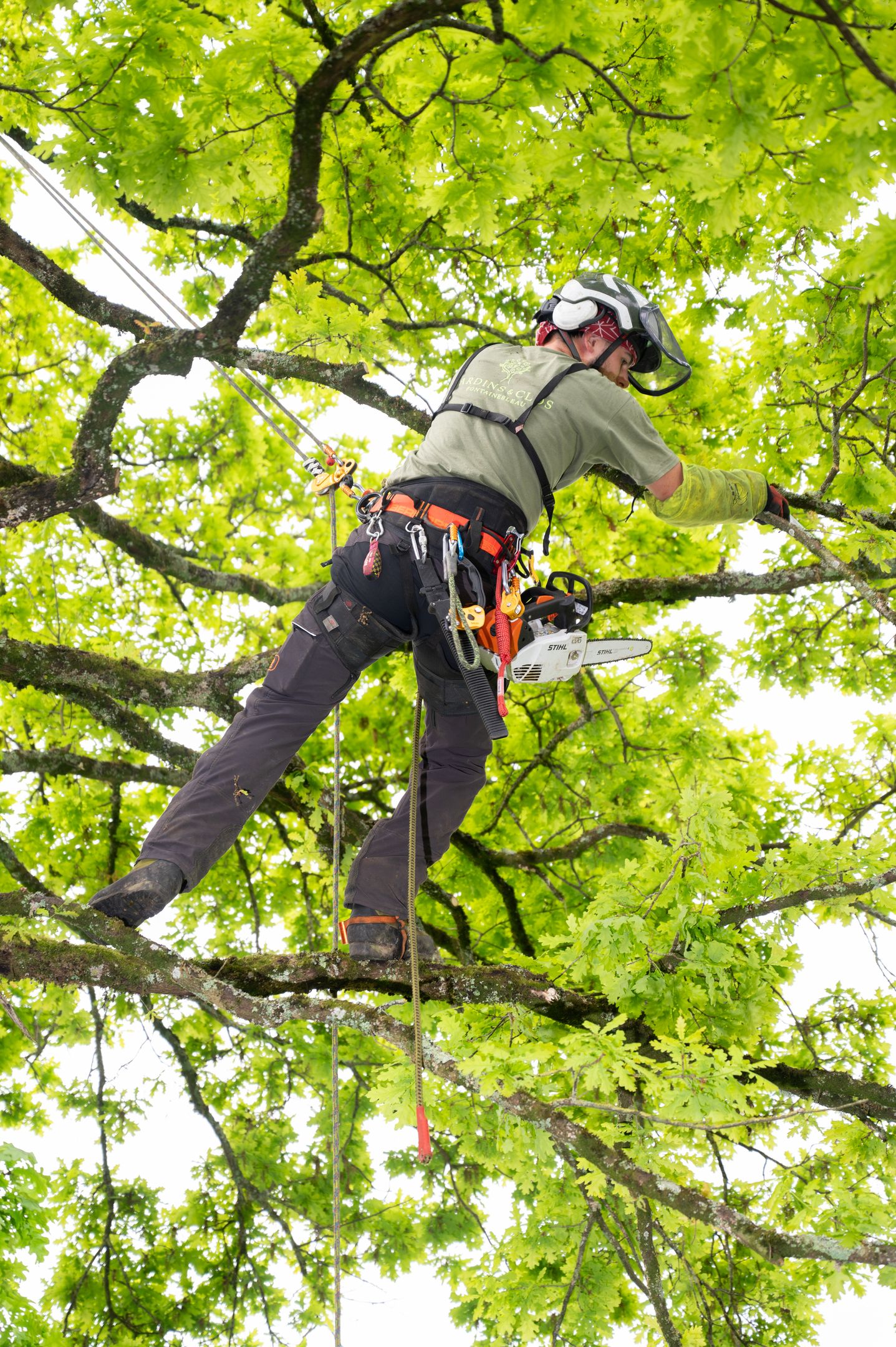 Nos arboristes au service de vos arbres